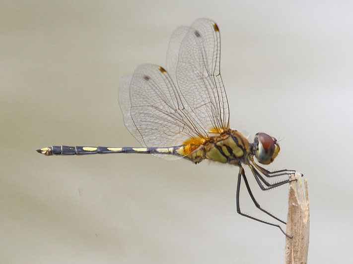 J01_1822 Trithemis pallidinervis male.JPG